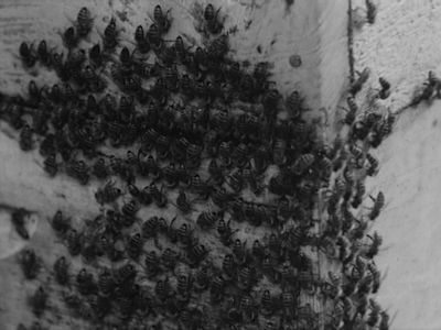 Still fra First Mark af Peter Nadin, Natsuko Uchino & Aimée Toledano, 2008