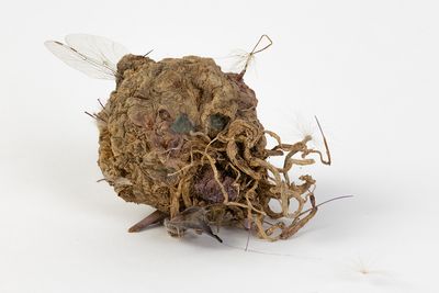 Billede: Laura Hjort Jensen, Sere, Knoldselleri og blandede materialer, 2022. Courtesy af Kunstneren.
