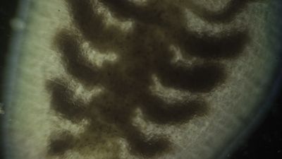 Billede: Sonia Levy, Creatures of the Lines (still-billede), 2021. Venligst stillet til rådighed af kunstneren.