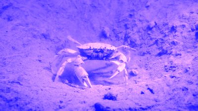 Image: Marie Kølbæk Iversen, Tiden og stunden (still), 2024. Courtesy of the artist.