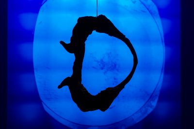 Billede: Installationsfoto, Marie Kølbæk Iversen, New Atlantics, Kunsthal Aarhus, 2025. Foto: Jacob Friis-Holm Nielsen.